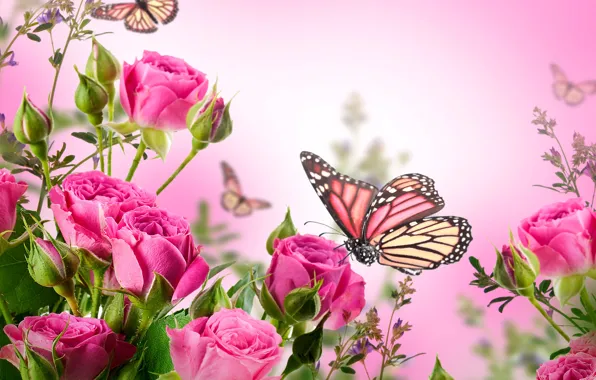 Бабочки, цветы, розы, цветение, pink, blossom, flowers, beautiful