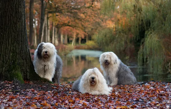 Картинка осень, собаки, природа