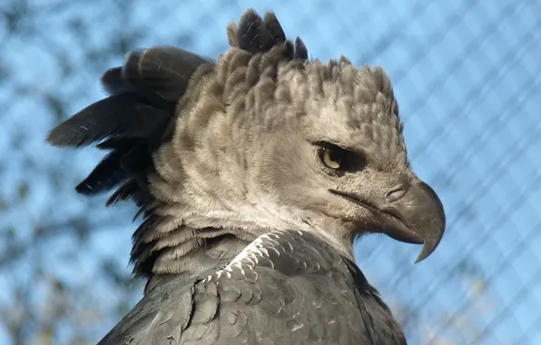 Картинка bird, birds, brazil, Brazilian, harpy, Prey, animal themes, Harpia