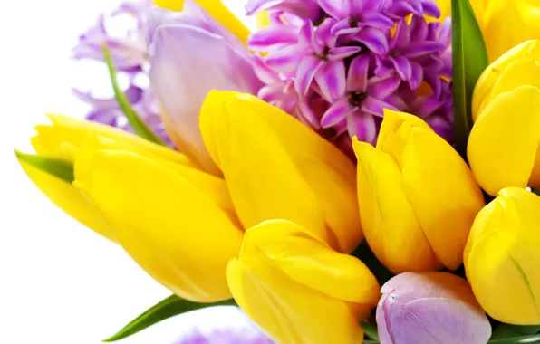 Цветы, весна, желтые, тюльпаны, 8 марта, flowers, tulips, spring