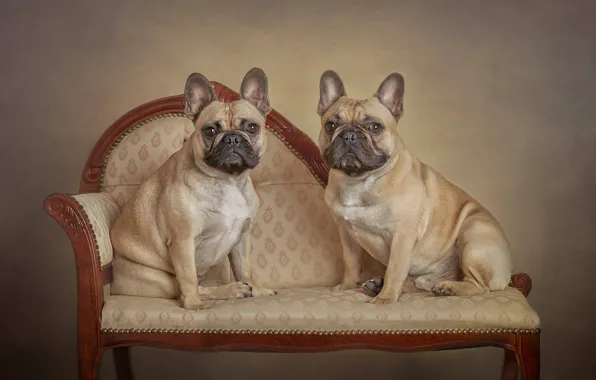Парочка, две собаки, семейный портрет, Французский бульдог