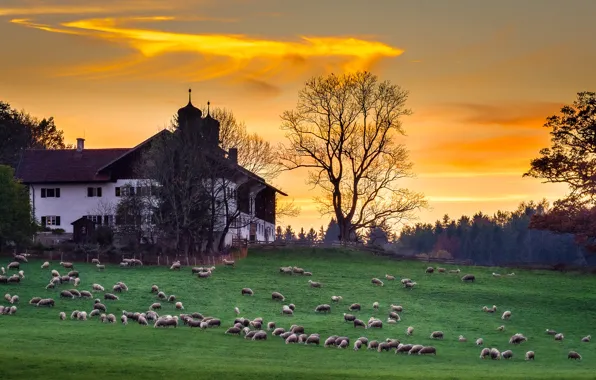Животные, пейзаж, природа, дом, овцы, вечер, Германия, Бавария