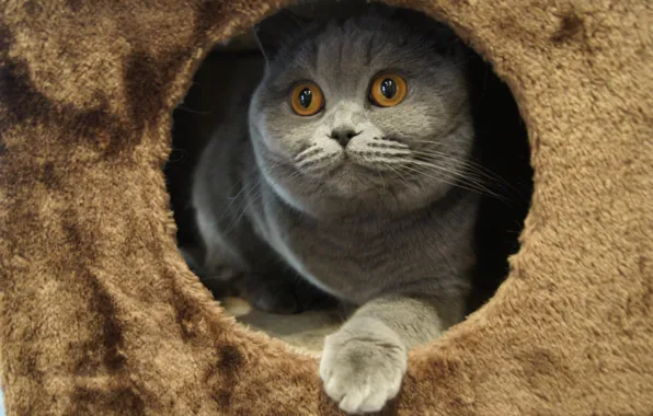 Кошка, глаза, британская