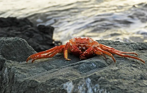 Море, волны, оранжевый, камни, фон, берег, краб, крабик
