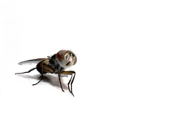 Картинка муха, фон, насекомое