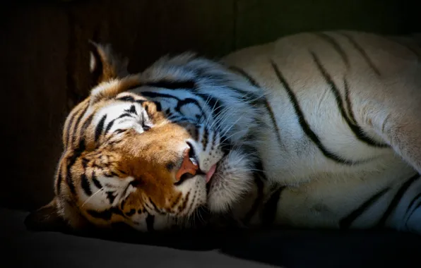 Картинка тигр, обои, спит