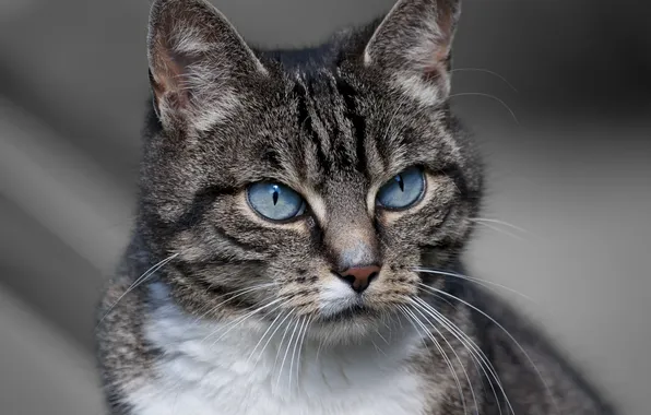 Картинка кошка, взгляд, животное, окрас, уши, голубые глаза