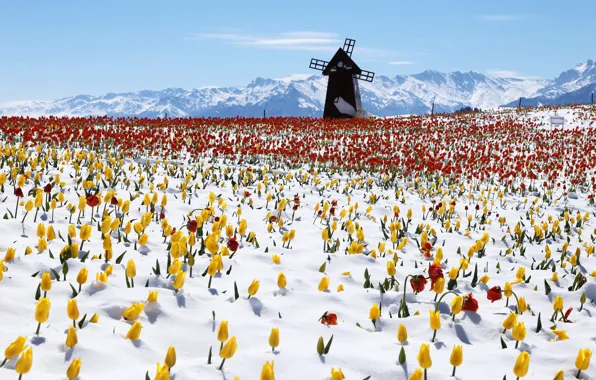Картинка снег, горы, ветряк, мельница, Китай, тюльпаны