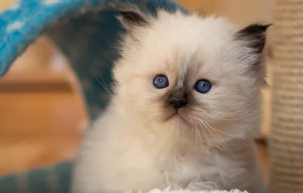 Кошка, белый, взгляд, поза, котенок, портрет, малыш, мордочка