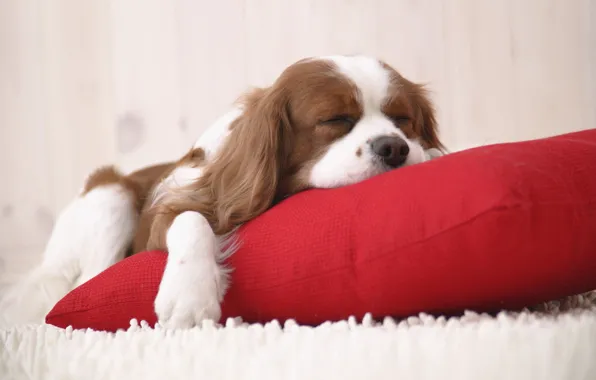 Картинка ковёр, щенок, подушка