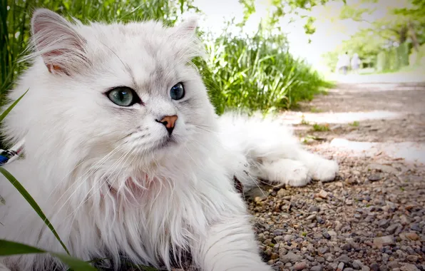 Картинка кошка, лето, взгляд