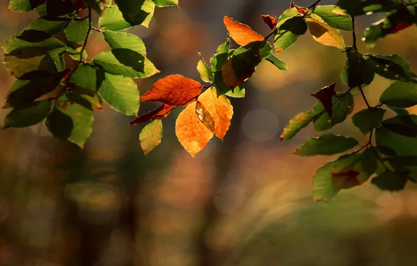 Картинка блики, оранжевые, ветвь, зелёные, начало осени, с листочками