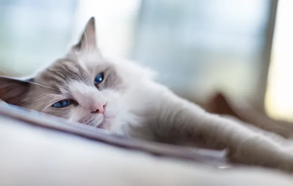 Картинка blue, eyes, Cat