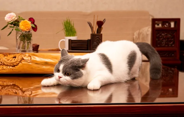 Кошка, цветы, поза, котенок, стол, комната, мебель, серый с белым