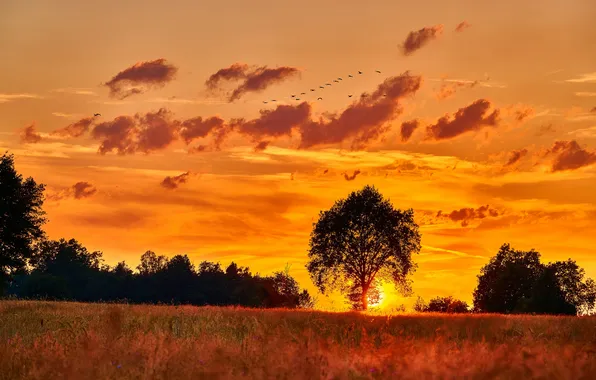 Summer, Landscape, sunset, three