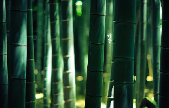 Лес, бамбук, иероглифы, 1920x1200, by burningmonk, green colour