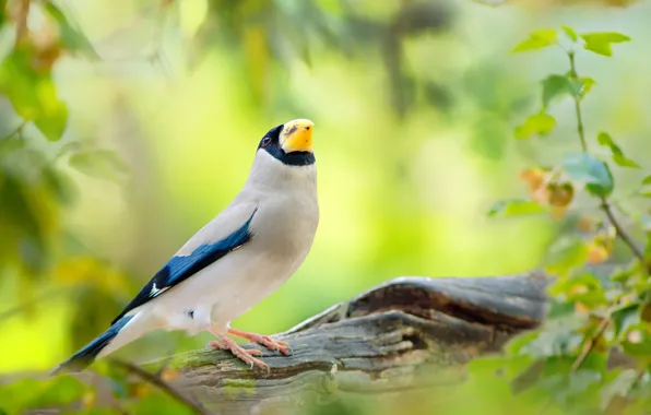 Картинка листья, деревья, птица, обои от lolita777