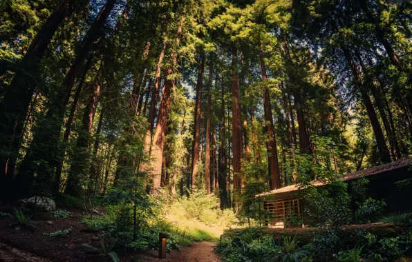 Природа, Тропинка, Деревья, Лес, Лето, Nature, Summer, Forest