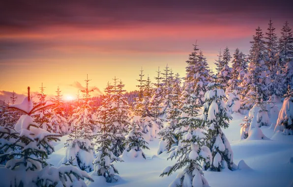 Картинка зима, снег, деревья, закат, природа, елки, nature, sunset