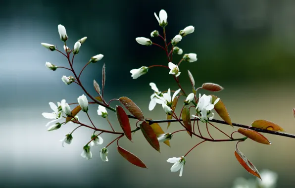 Макро, Листья, Flowers, Colors, Blur, Flora, Leaves, Branches