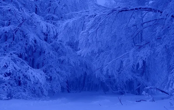 Картинка зима, лес, снег, деревья, мороз