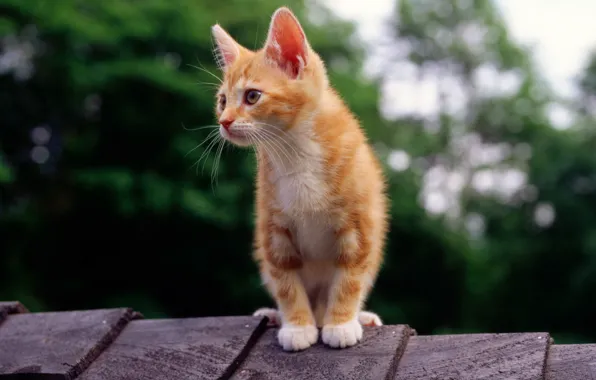 Крыша, кошка, кот, котенок, рыжий, смотрит
