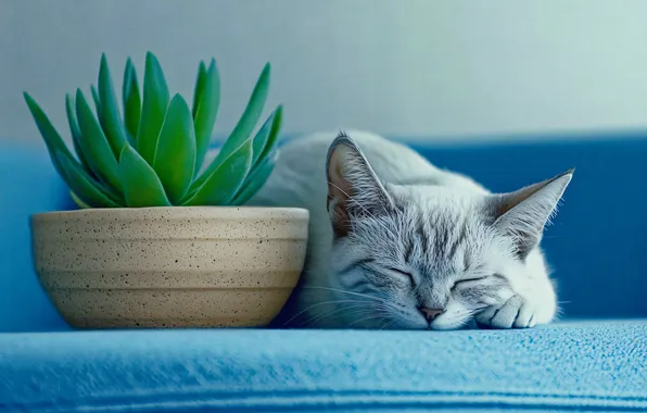 Кошка, кот, поза, диван, спит, лежит, миска, мордашка