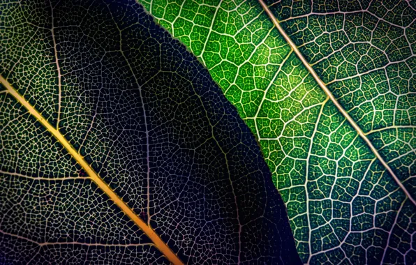 Картинка листья, макро, зеленые