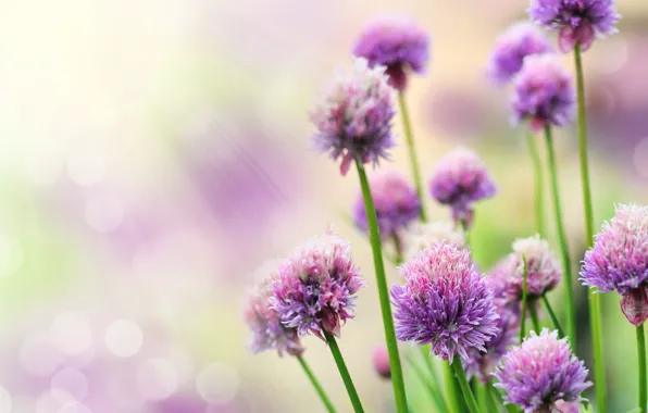 Лучи, цветы, блики, сиреневые