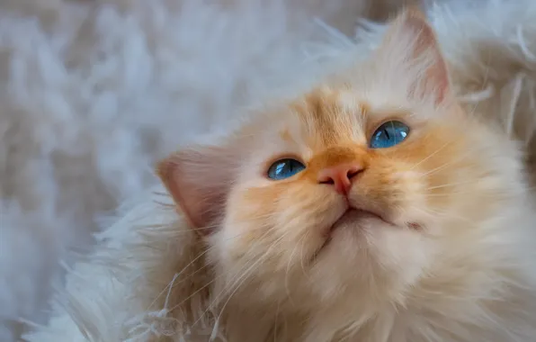 Кошка, кот, взгляд, морда, портрет, мех