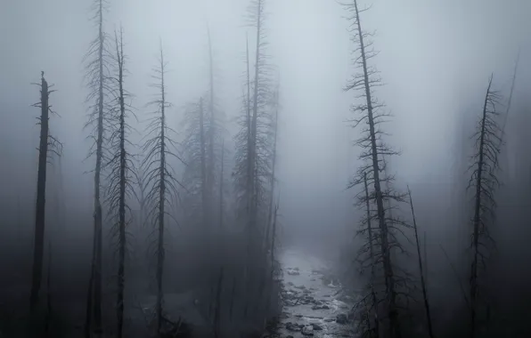 Картинка лес, ночь, туман