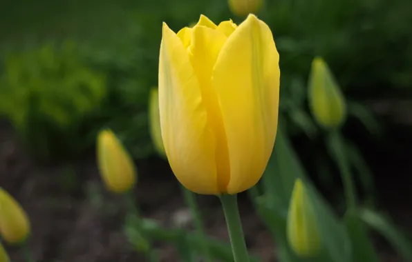 Картинка жёлтый, Тюльпан, yellow, tulip