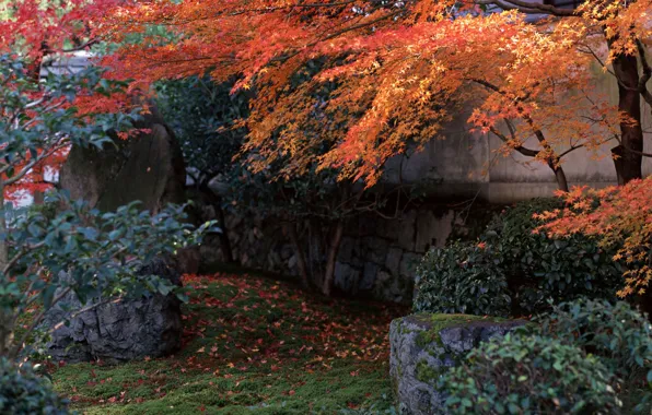 Осень, Япония, Сад