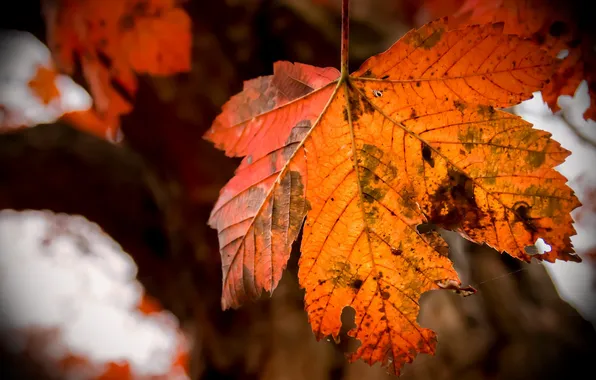 Картинка осень, листья, природа, фон, цвет