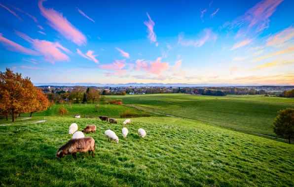 Картинка осень, животные, пейзаж, природа, овцы, Германия, Бавария, пастбище
