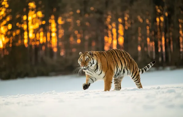 Зима, лес, кошка, солнце, снег, деревья, закат, природа