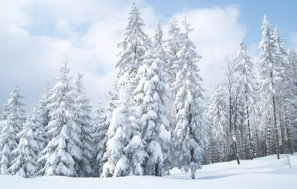 Картинка зима, небо, снег, природа, обои, ёлки
