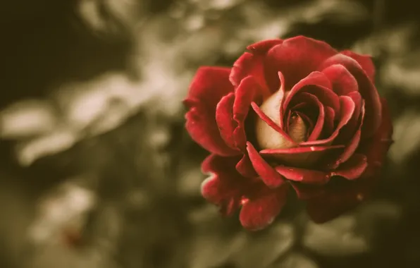 Rose, vintage, flower