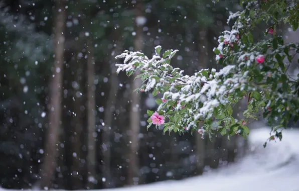 Картинка холод, зима, цветы, листва, ветка, снегопад, цветение, японская камелия