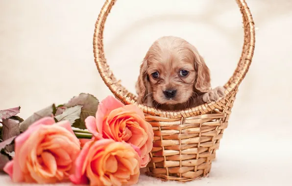Картинка цветы, корзина, розы, щенок, puppy, flowers, roses, basket