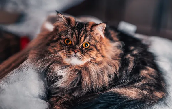 Кошка, кот, взгляд, поза, пушистый, лежит, мордашка, полосатый