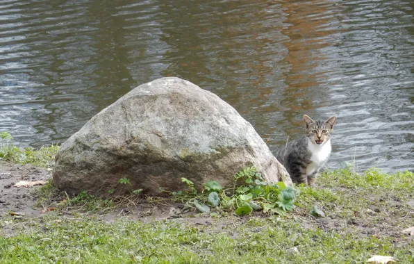 Кошка, кот, озеро, пруд, река, дерево, widescreen, обои