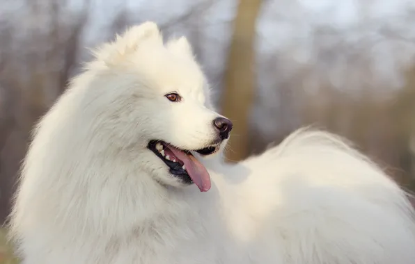 Взгляд, друг, собака