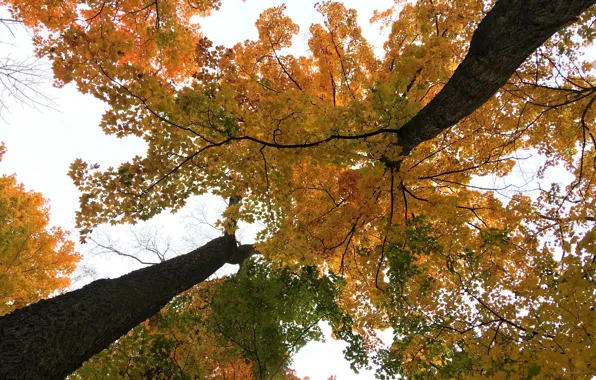 Картинка nature, autumn, tree