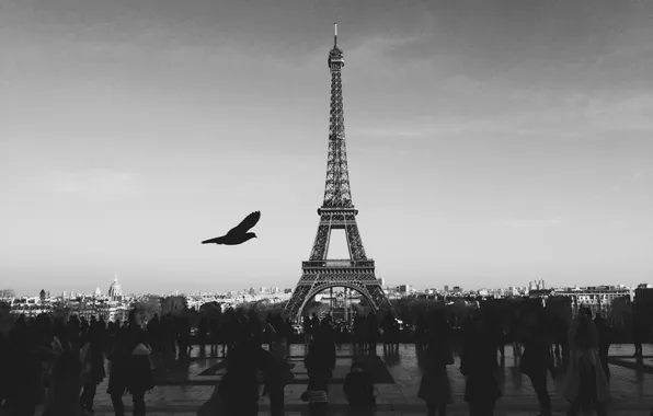 Франция, Париж, Птицы, Люди, Эйфелева Башня, Отдых