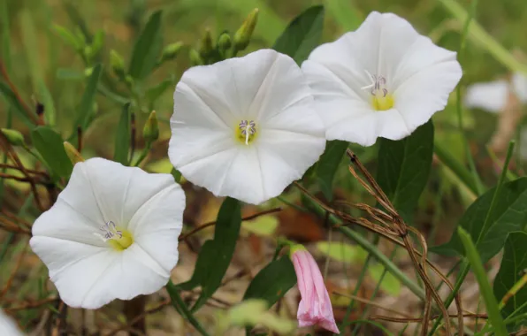 White, flower, bloom