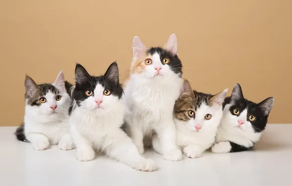 Кошка, кот, взгляд, поза, мордашка
