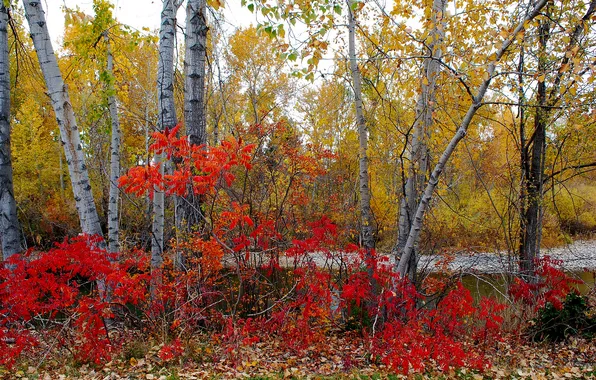 Картинка осень, лес, листья, деревья, кусты, багрянец