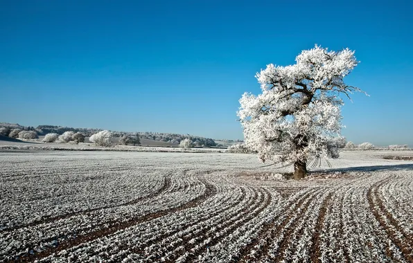Картинка зима, иней, поле, пейзаж, дерево, Природа