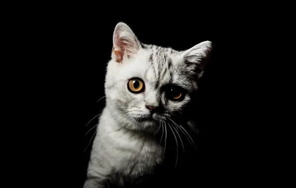 Кошка, глаза, взгляд, котенок, серый, портрет, мордочка, милый